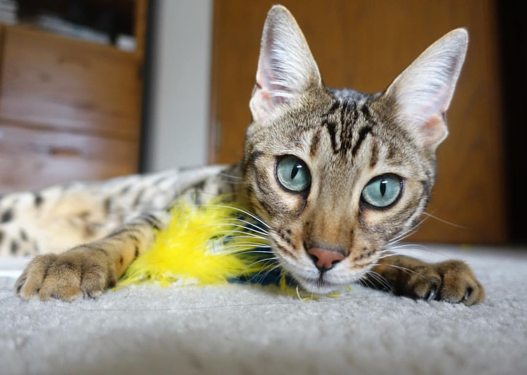 法兰克福边路起球精准助力得分,法兰克福队标含义