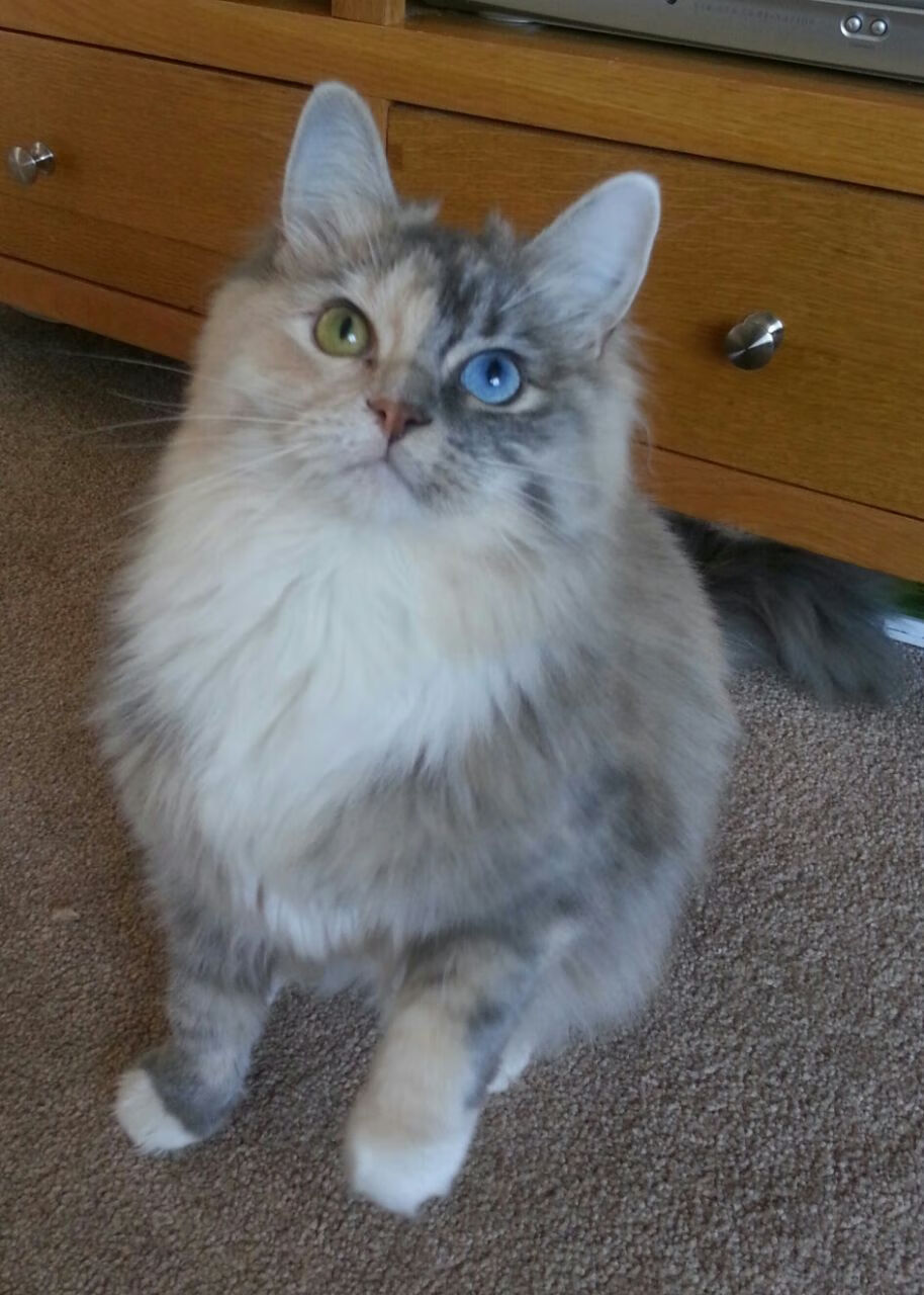 100米自由泳冲刺爆发力排行榜,100米自由泳排名